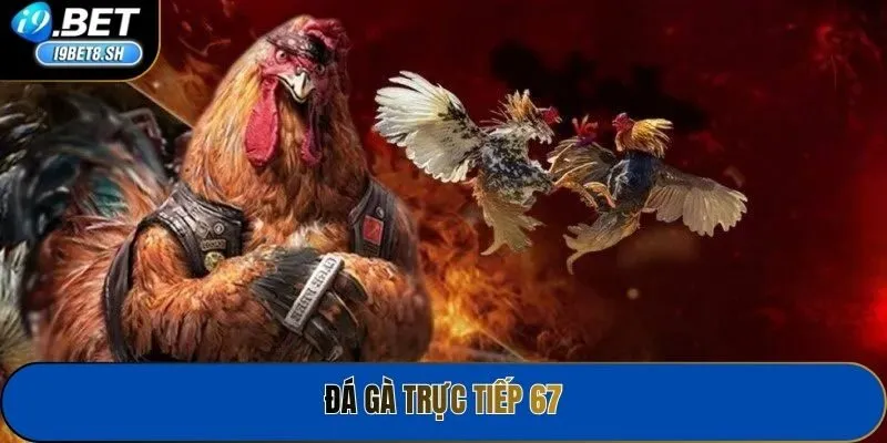 Đá Gà Trực Tiếp 67