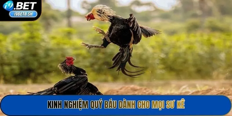 Kinh nghiệm quý báu dành cho mọi sư kê