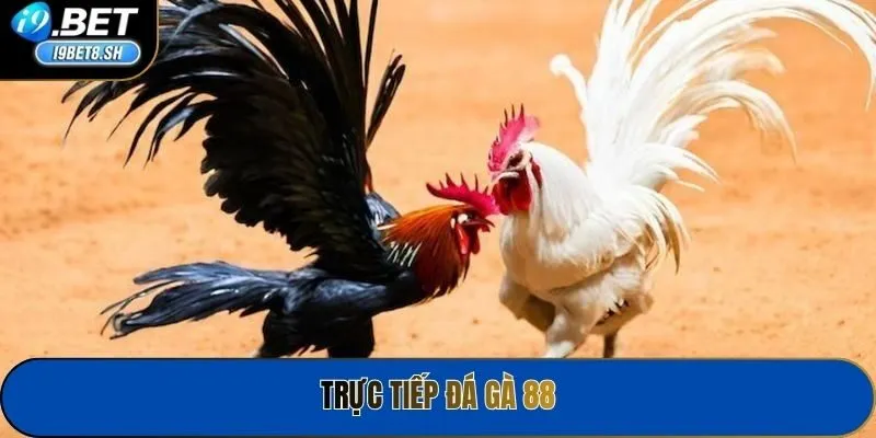 Trực Tiếp Đá Gà 88